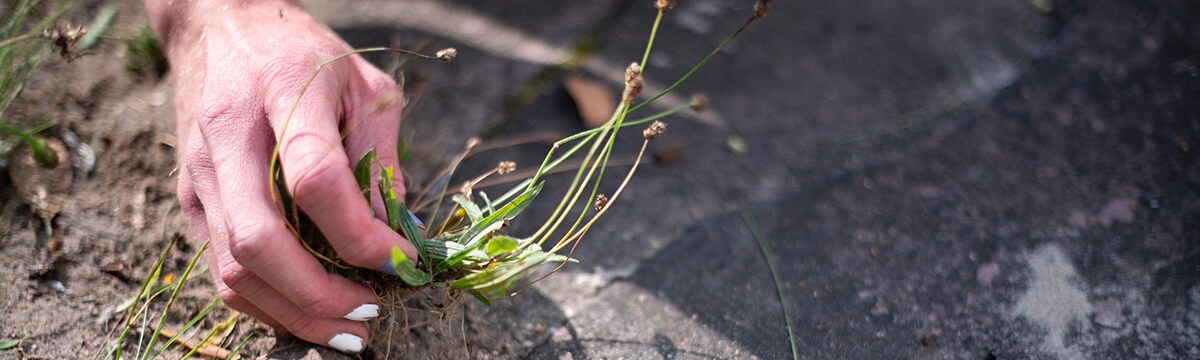 SOS onkruid: hoe pak je het snel en eenvoudig aan? Met deze vijf toestellen is je tuin klaar voor de lente